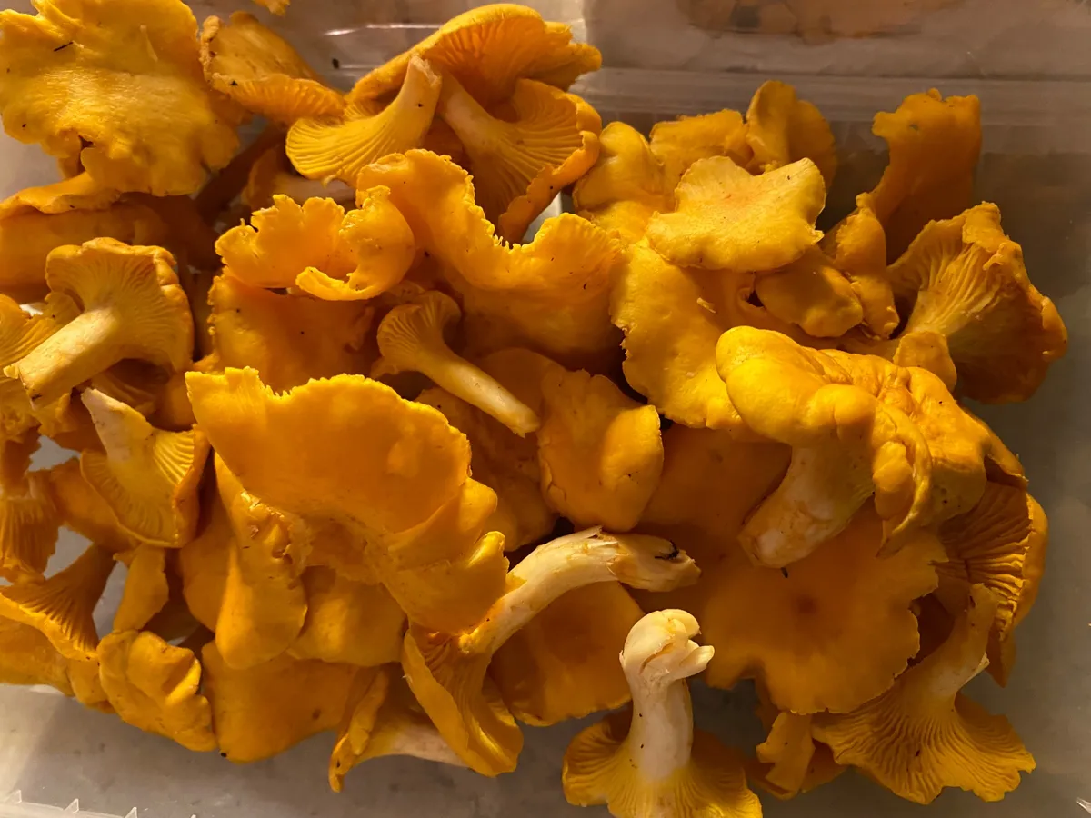 Kantareller